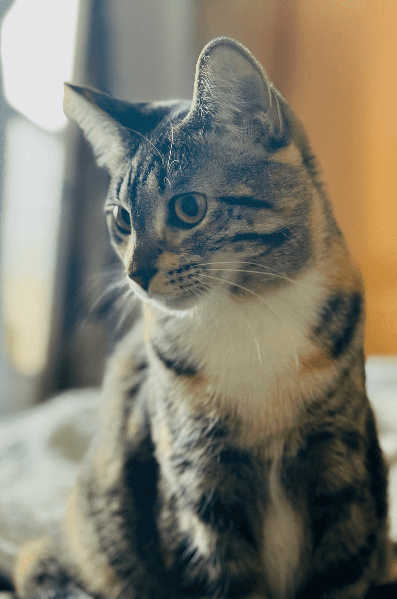 Mabel the cat