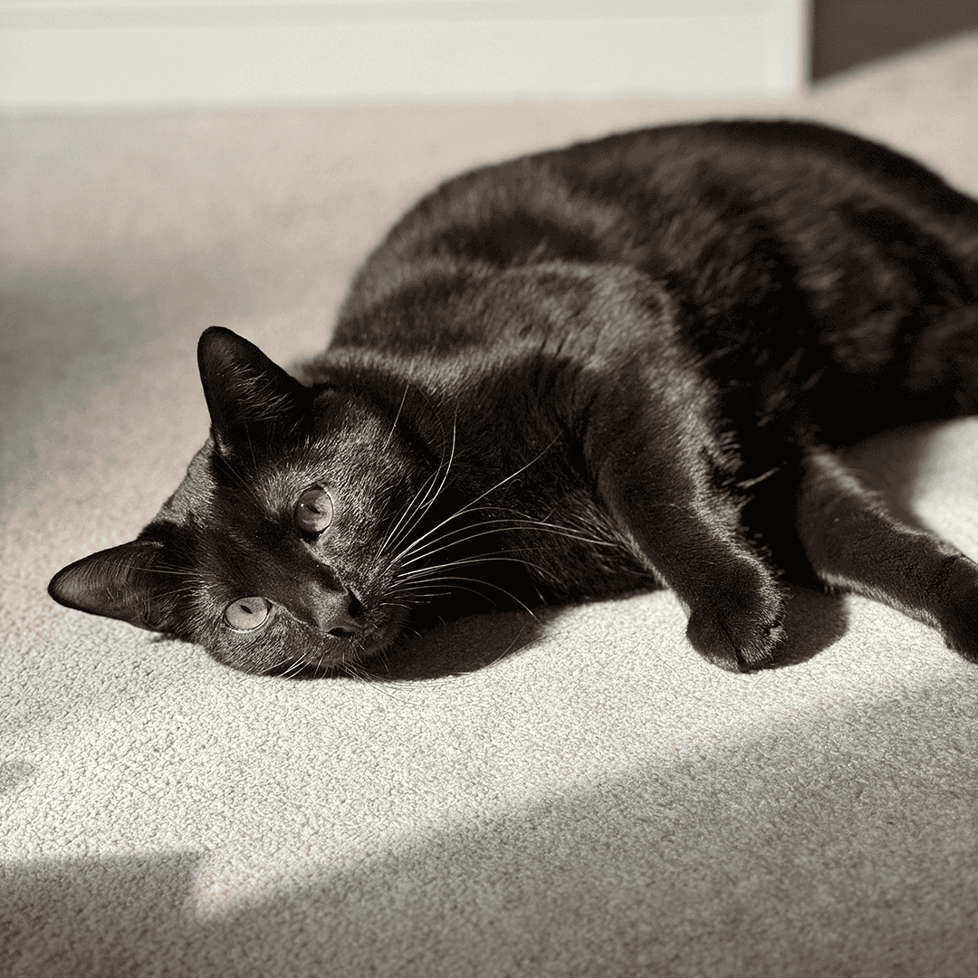 Nero the cat